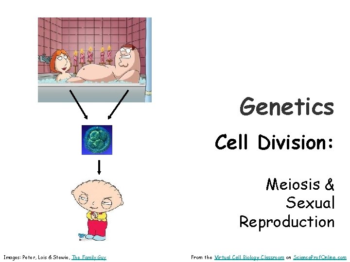 Genetics Cell Division: Meiosis & Sexual Reproduction Images: Peter, Lois & Stewie, The Family