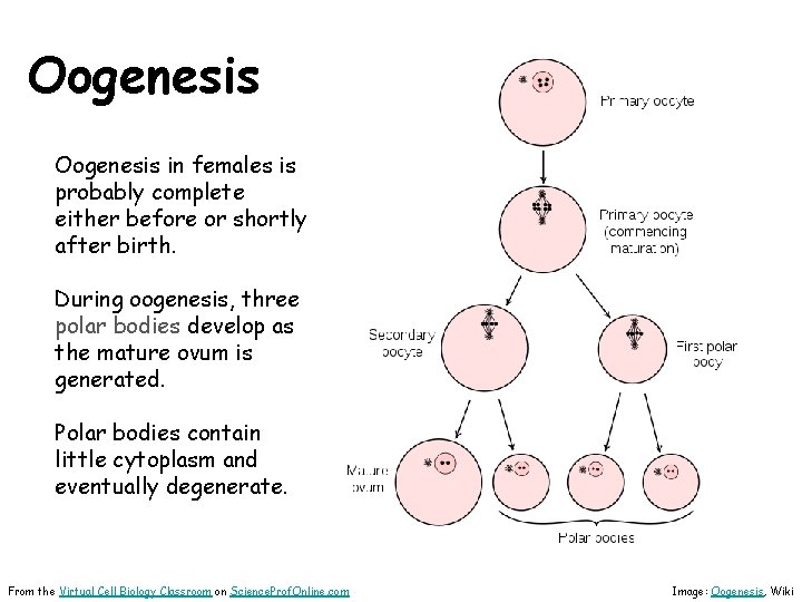 Oogenesis in females is probably complete either before or shortly after birth. During oogenesis,