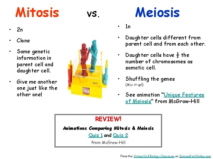 Mitosis • 2 n • Clone • Same genetic information in parent cell and