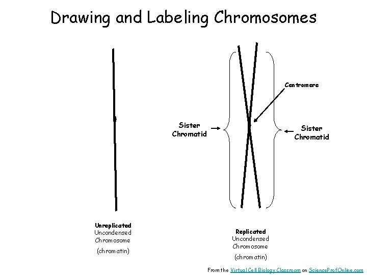 Drawing and Labeling Chromosomes Centromere Sister Chromatid Unreplicated Uncondensed Chromosome (chromatin) Sister Chromatid Replicated