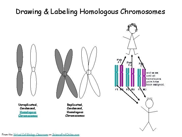 Drawing & Labeling Homologous Chromosomes Unreplicated, Condensed, Homologous Chromosomes Replicated, Condensed, Homologous Chromosomes From