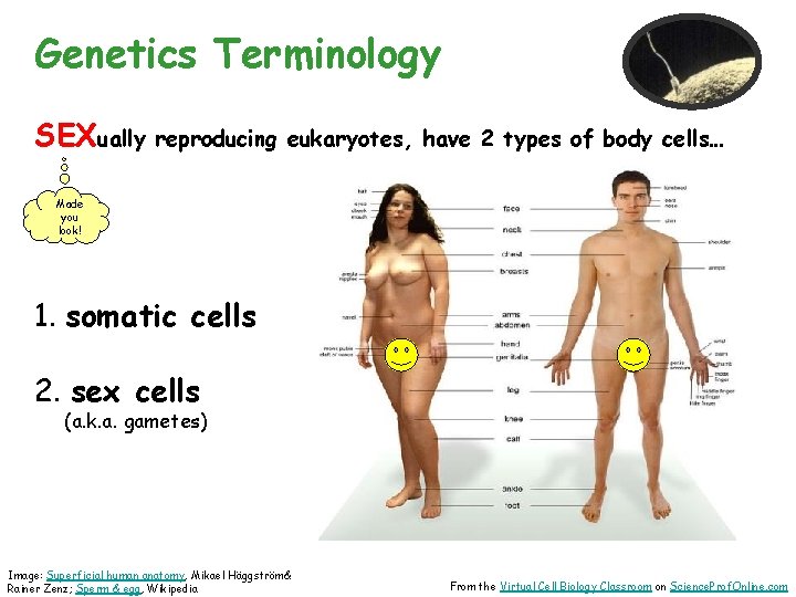 Genetics Terminology SEXually reproducing eukaryotes, have 2 types of body cells… Made you look!