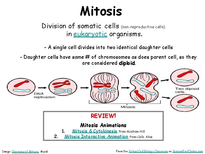 Mitosis Division of somatic cells (non-reproductive cells) in eukaryotic organisms. - A single cell