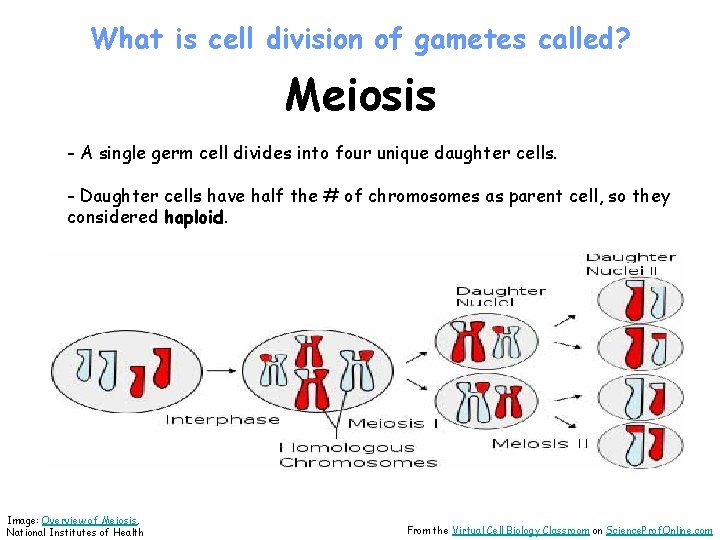 What is cell division of gametes called? Meiosis - A single germ cell divides