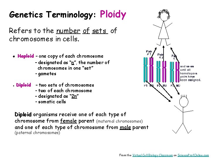 Genetics Terminology: Ploidy Refers to the number of sets of chromosomes in cells. ●