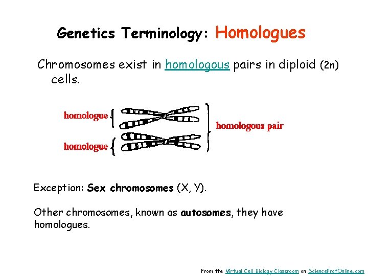 Genetics Terminology: Homologues Chromosomes exist in homologous pairs in diploid (2 n) cells. Exception: