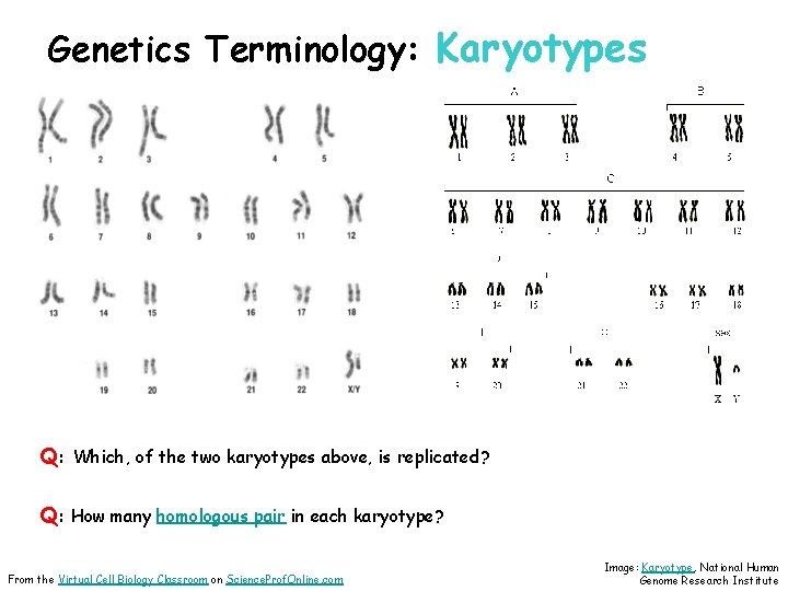 Genetics Terminology: Karyotypes Q: Which, of the two karyotypes above, is replicated? Q: How