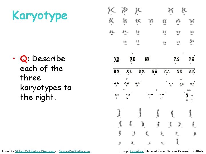 Karyotype • Q: Describe each of the three karyotypes to the right. From the