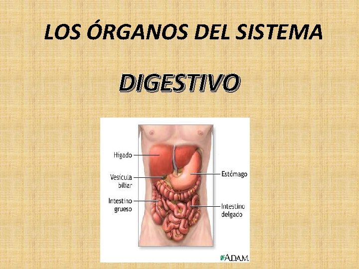 LOS ÓRGANOS DEL SISTEMA DIGESTIVO 