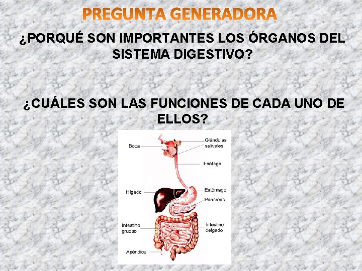 ¿PORQUÉ SON IMPORTANTES LOS ÓRGANOS DEL SISTEMA DIGESTIVO? ¿CUÁLES SON LAS FUNCIONES DE CADA