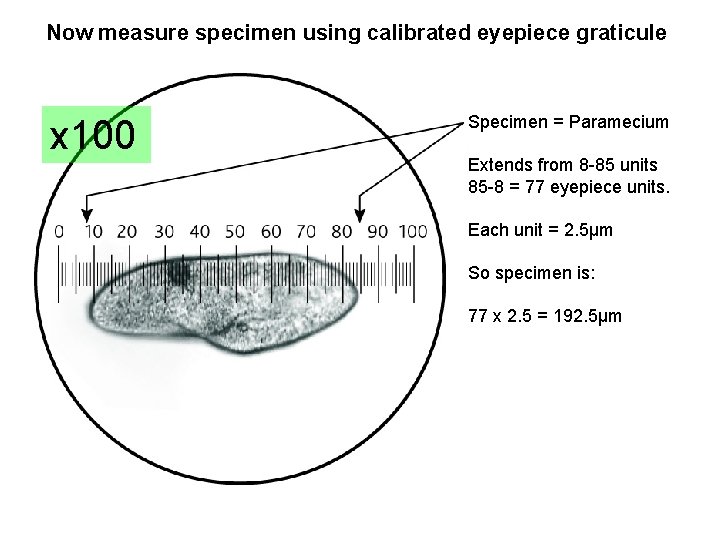 Measuring Objects using a light microscope To measure