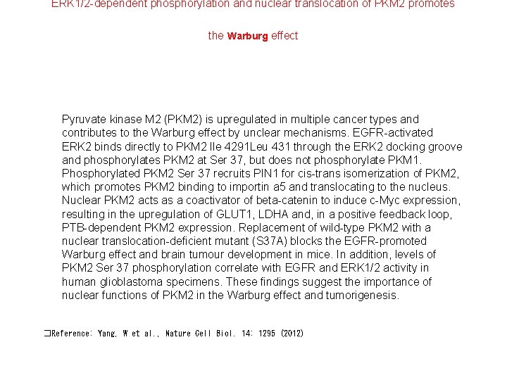 ERK 1/2 -dependent phosphorylation and nuclear translocation of PKM 2 promotes the Warburg effect