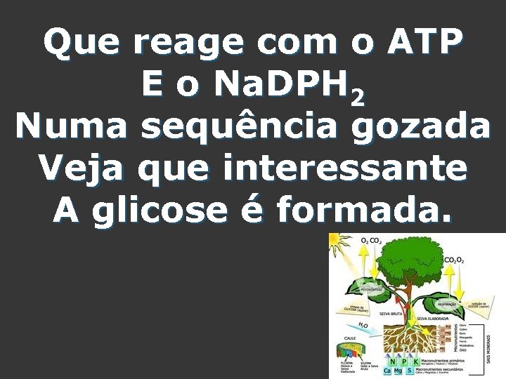 Que reage com o ATP E o Na. DPH 2 Numa sequência gozada Veja