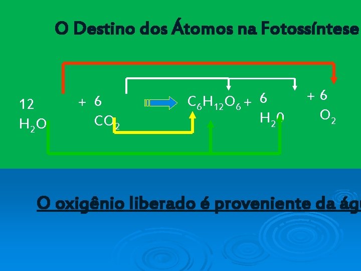 O Destino dos Átomos na Fotossíntese 12 H 2 O + 6 CO 2