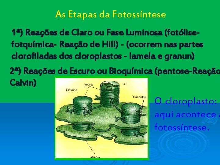 As Etapas da Fotossíntese 1ª) Reações de Claro ou Fase Luminosa (fotólisefotquímica- Reação de