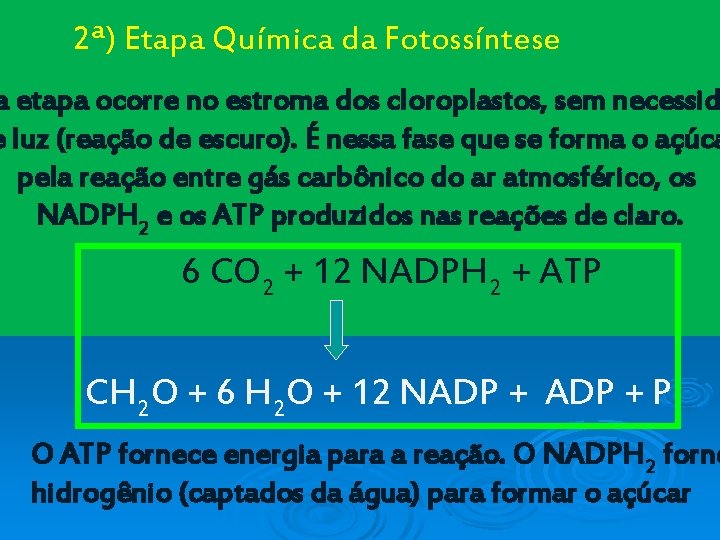 2ª) Etapa Química da Fotossíntese a etapa ocorre no estroma dos cloroplastos, sem necessid