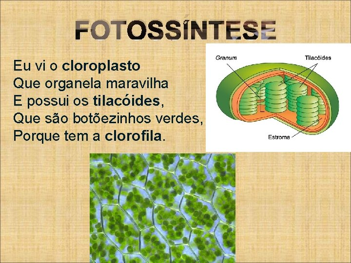 FOTOSSÍNTESE Eu vi o cloroplasto Que organela maravilha E possui os tilacóides, Que são