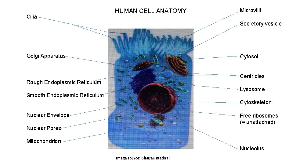 Cilia HUMAN CELL ANATOMY Microvilli Secretory vesicle Golgi Apparatus Cytosol Centrioles Rough Endoplasmic Reticulum