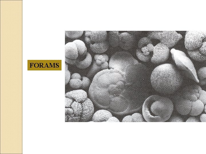 FORAMS 