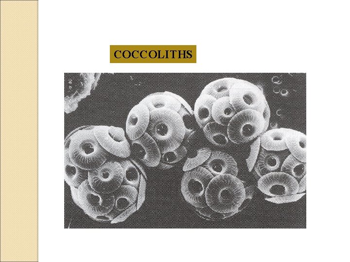 COCCOLITHS 