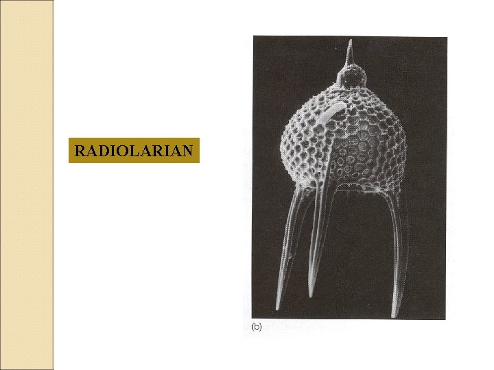 RADIOLARIAN 