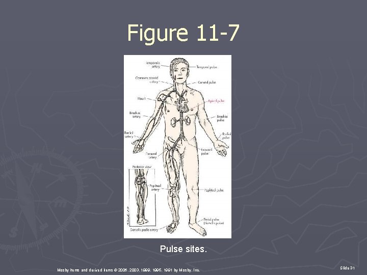 Figure 11 -7 Pulse sites. Mosby items and derived items © 2006, 2003, 1999,