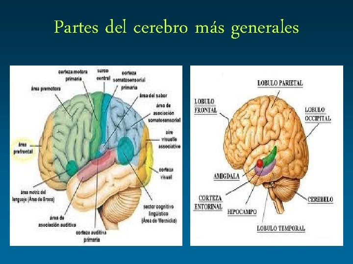 Partes del cerebro más generales 