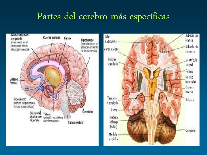 Partes del cerebro más específicas 