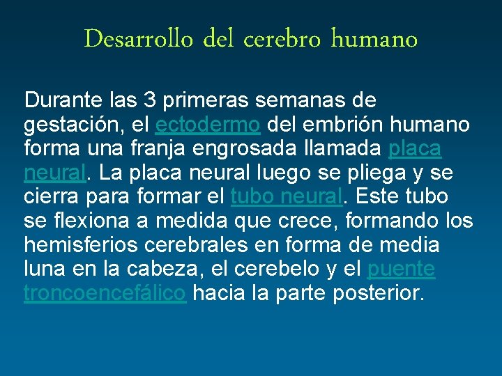 Desarrollo del cerebro humano Durante las 3 primeras semanas de gestación, el ectodermo del
