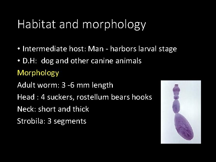 Habitat and morphology • Intermediate host: Man - harbors larval stage • D. H: