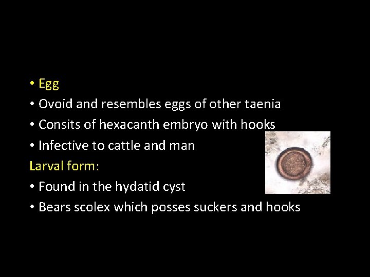  • Egg • Ovoid and resembles eggs of other taenia • Consits of