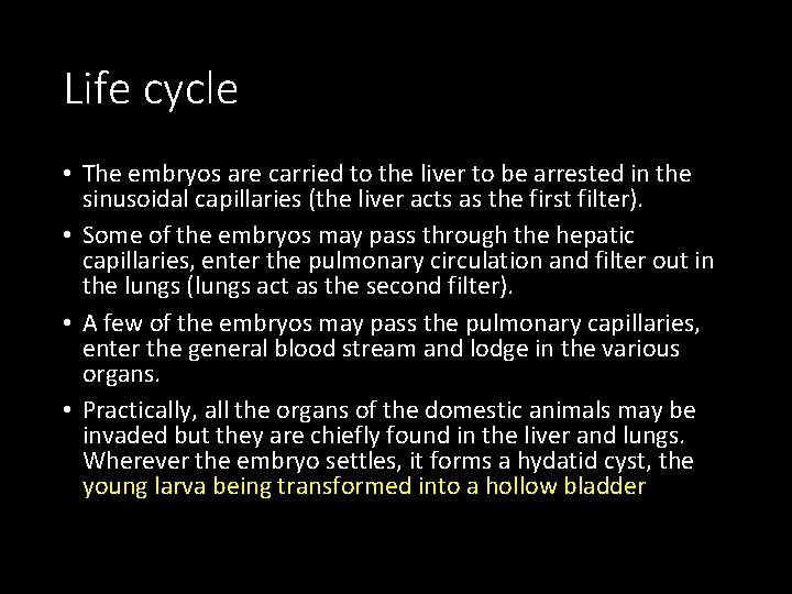 Life cycle • The embryos are carried to the liver to be arrested in