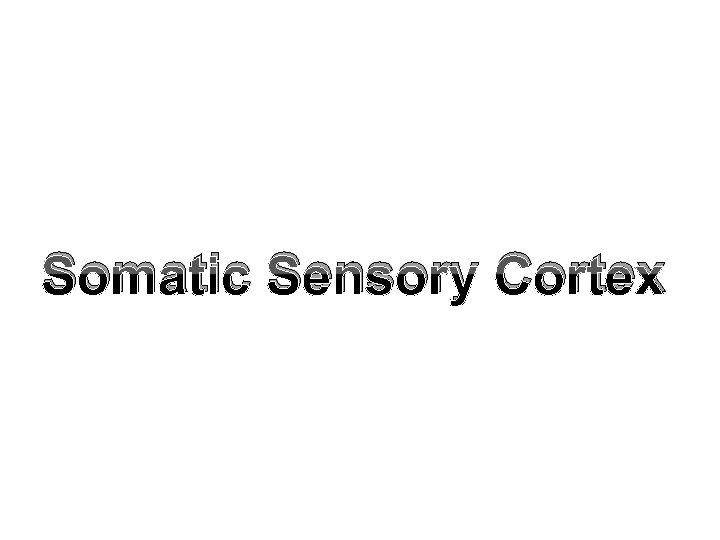 Somatic Sensory Cortex 