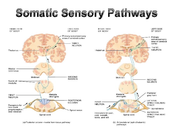 Somatic Sensory Pathways 