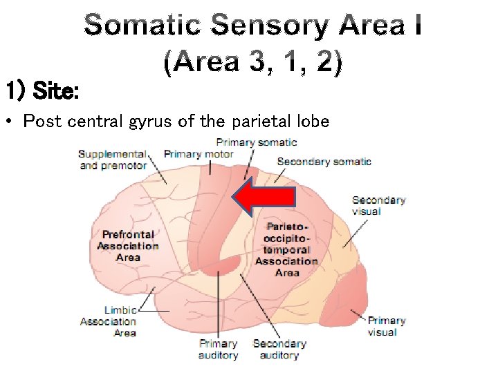 1) Site: • Post central gyrus of the parietal lobe 