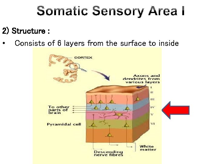 2) Structure : • Consists of 6 layers from the surface to inside 
