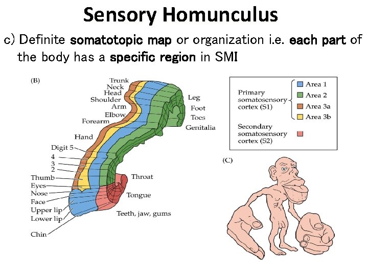 Sensory Homunculus c) Definite somatotopic map or organization i. e. each part of the