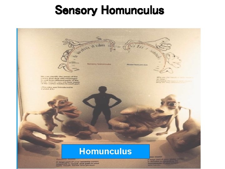 Sensory Homunculus 