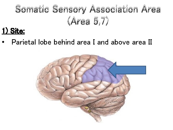 Somatic Sensory Association Area (Area 5, 7) 1) Site: • Parietal lobe behind area