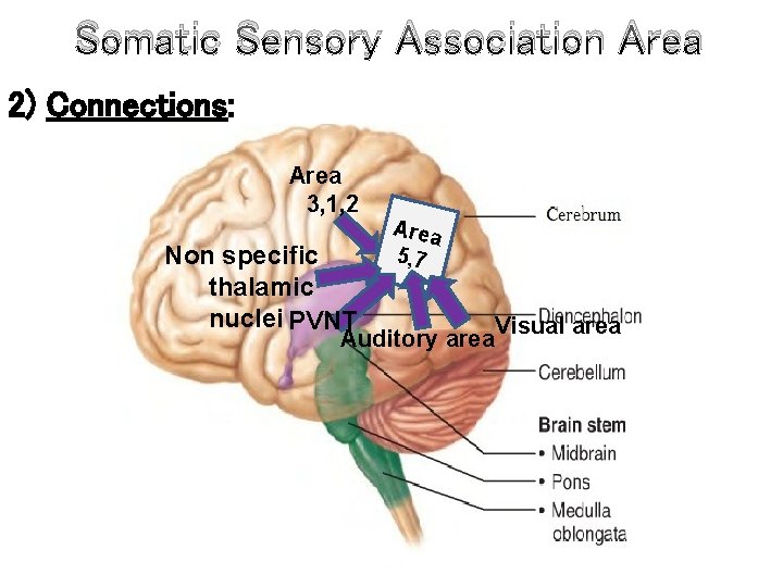 Somatic Sensory Association Area 2) Connections: Area 3, 1, 2 Non specific thalamic nuclei