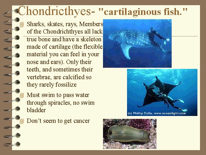 Chondricthyes- "cartilaginous fish. " 4 Sharks, skates, rays, Members of the Chondrichthyes all lack