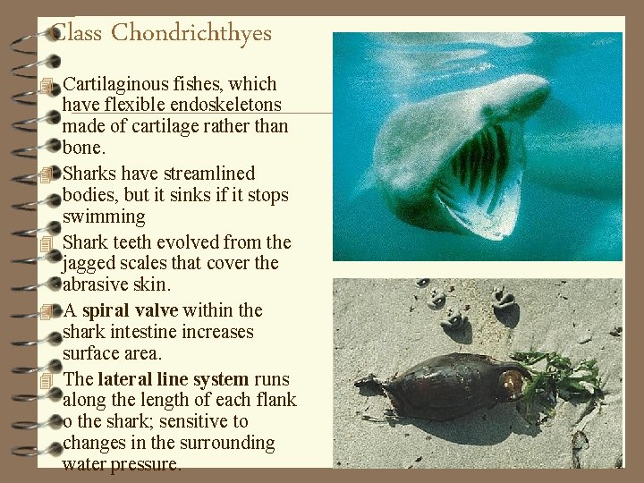 Class Chondrichthyes 4 Cartilaginous fishes, which 4 4 have flexible endoskeletons made of cartilage