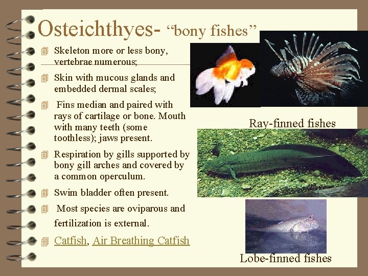 Osteichthyes- “bony fishes” 4 Skeleton more or less bony, vertebrae numerous; 4 Skin with