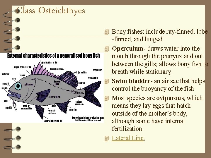 Class Osteichthyes 4 Bony fishes: include ray-finned, lobe 4 4 -finned, and lunged. Operculum-