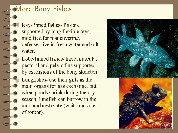 More Bony Fishes 4 Ray-finned fishes- fins are supported by long flexible rays, modified