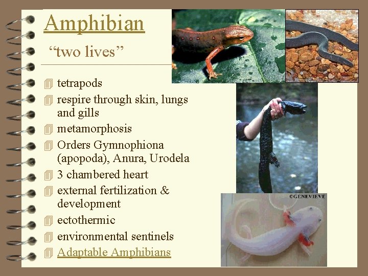 Amphibian “two lives” 4 tetrapods 4 respire through skin, lungs 4 4 4 4