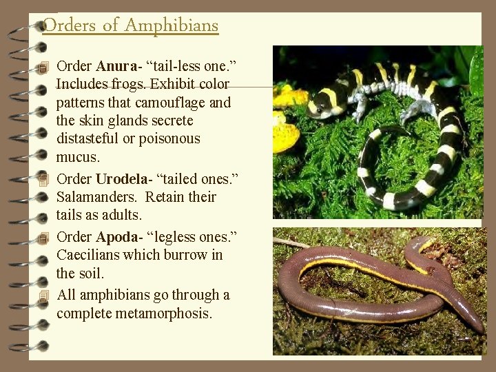 Orders of Amphibians 4 Order Anura- “tail-less one. ” Includes frogs. Exhibit color patterns