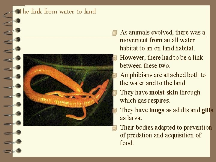 The link from water to land 4 As animals evolved, there was a 4