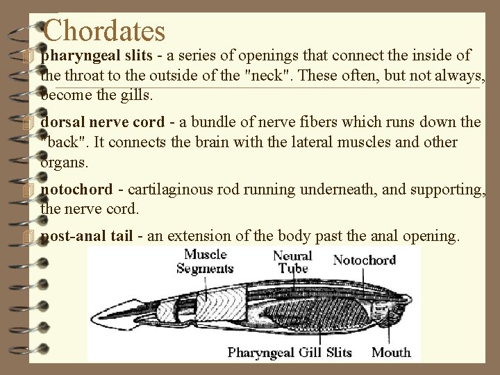 Chordates 4 pharyngeal slits - a series of openings that connect the inside of