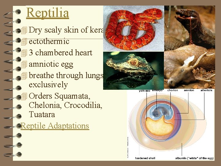 Reptilia 4 Dry scaly skin of keratin 4 ectothermic 4 3 chambered heart 4